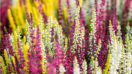 Calluna vulgaris Trio-Girls®